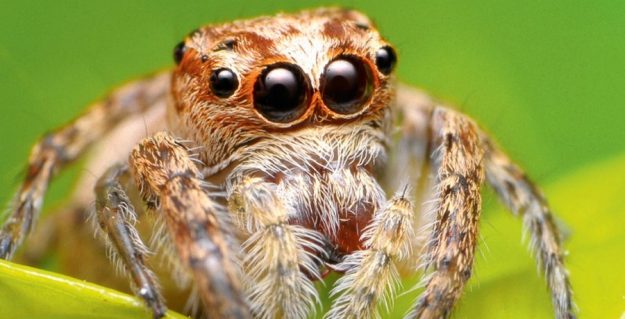 Удивительные глаза паука-скакуна
